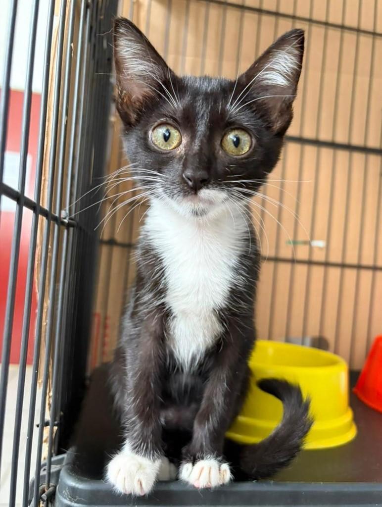 Cocada, gato de porte pequeno para adoção em Recife - PE — foto 2 de 9