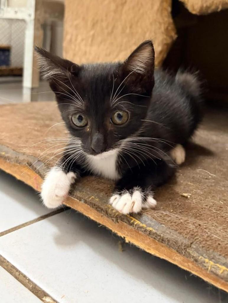 Cocada, gato de porte pequeno para adoção em Recife - PE — foto 3 de 9