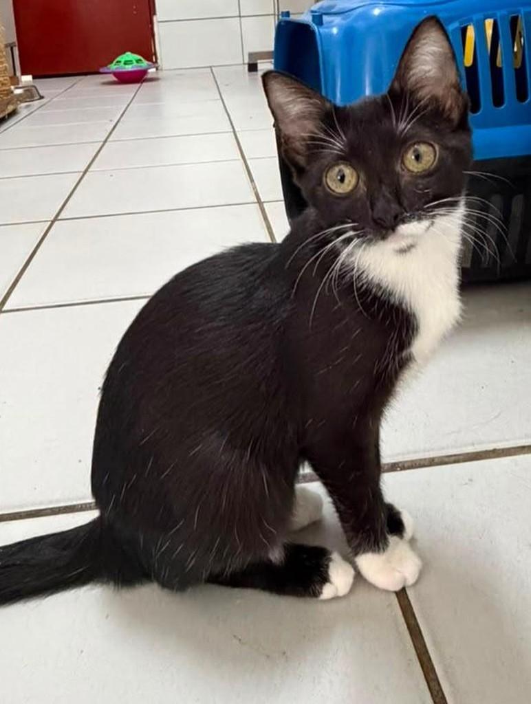 Cocada, gato de porte pequeno para adoção em Recife - PE — foto 4 de 9