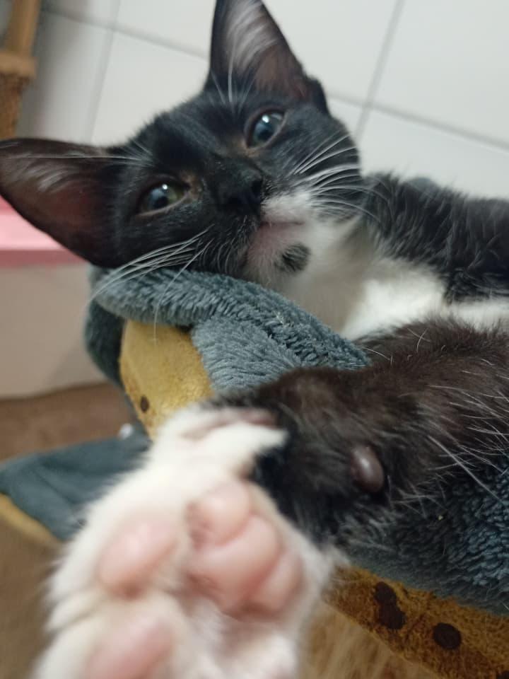 Cocada, gato de porte pequeno para adoção em Recife - PE — foto 5 de 9