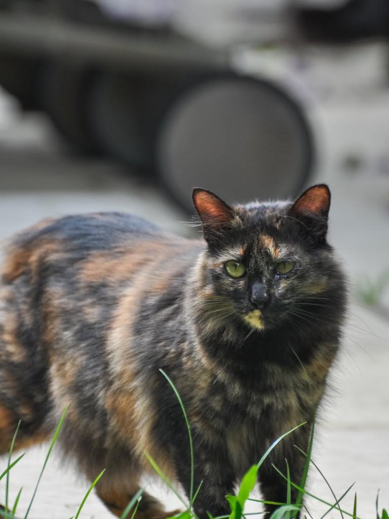 Malu, gato de porte médio para adoção em Recife - PE