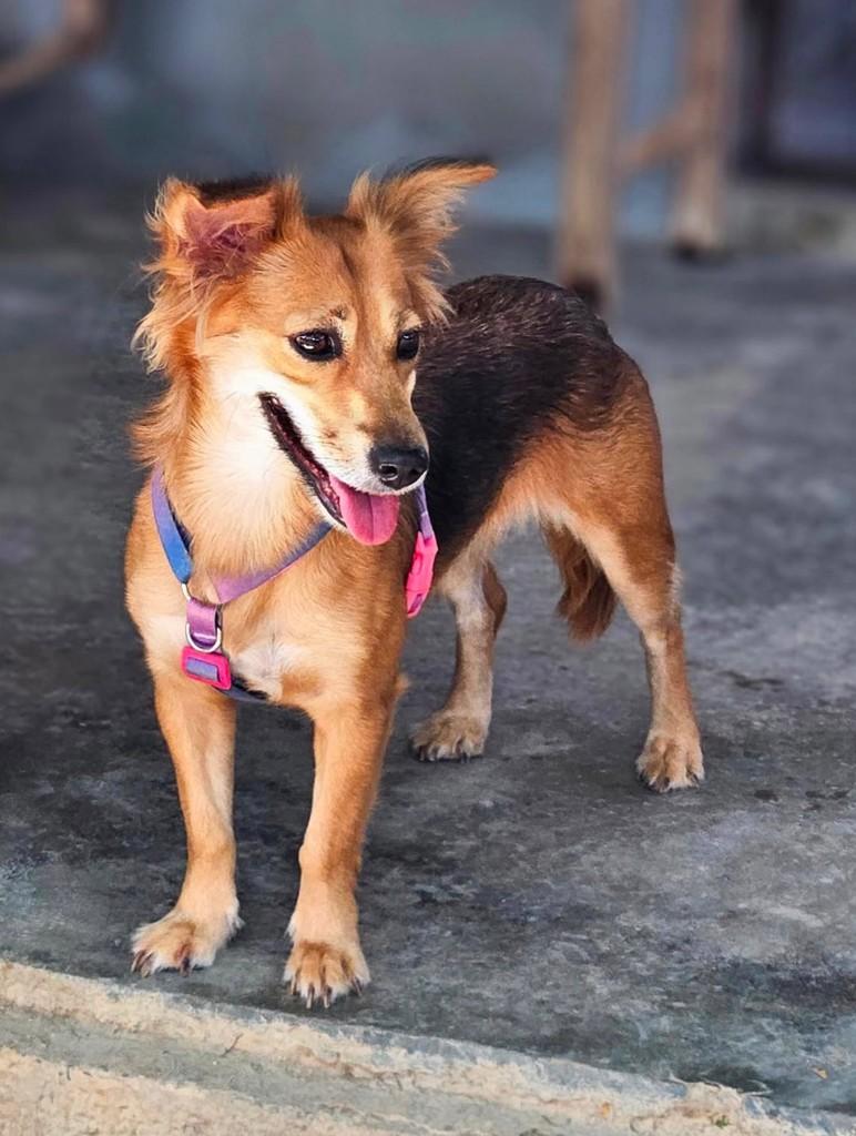 Kiara, cadela de porte pequeno para adoção em Recife - PE