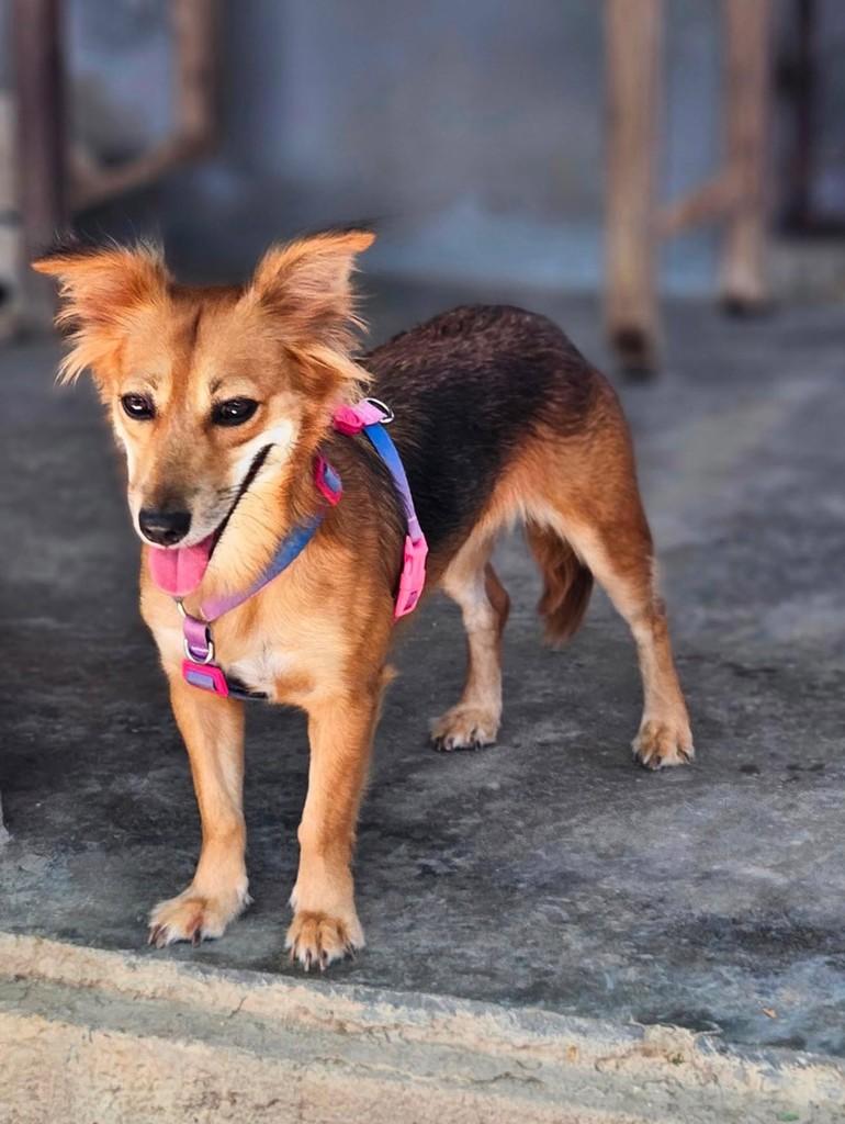 Kiara, cadela de porte pequeno para adoção em Recife - PE — foto 2 de 2