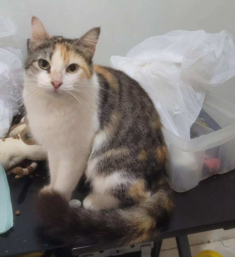 Jujuba, gata de porte médio para adoção em Recife - PE