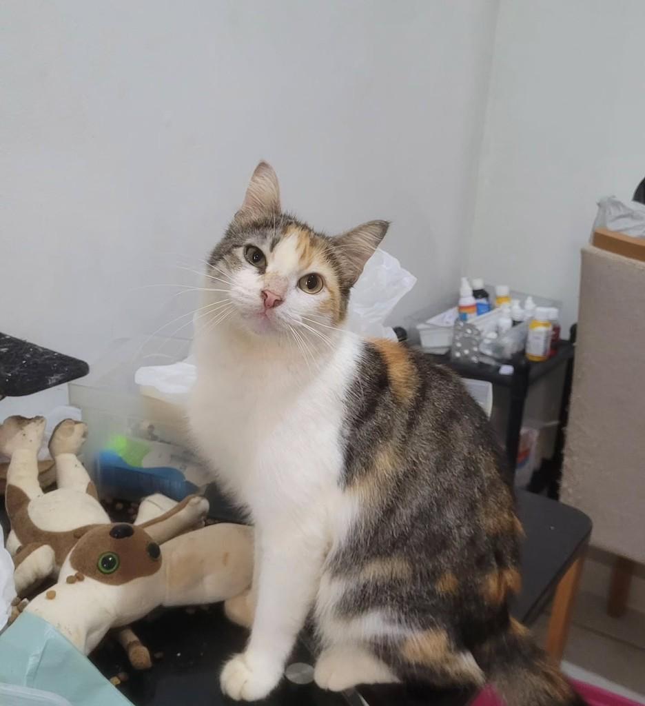Jujuba, gata de porte médio para adoção em Recife - PE — foto 2 de 2