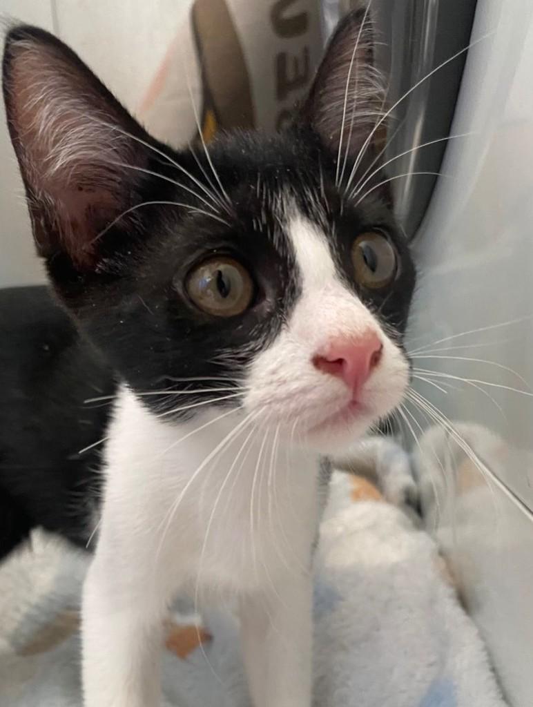Rafaela, gata de porte pequeno para adoção em Recife - PE — foto 2 de 2