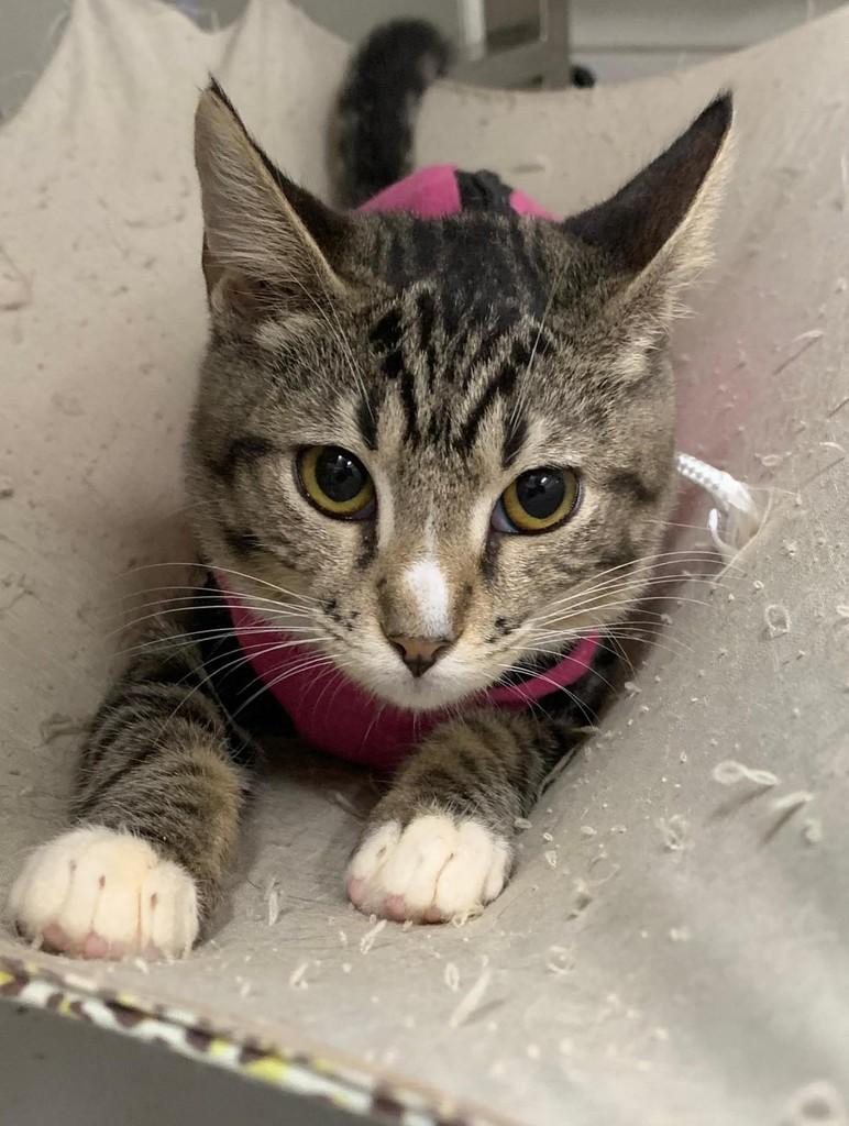 Zoe, gata de porte pequeno para adoção em Recife - PE