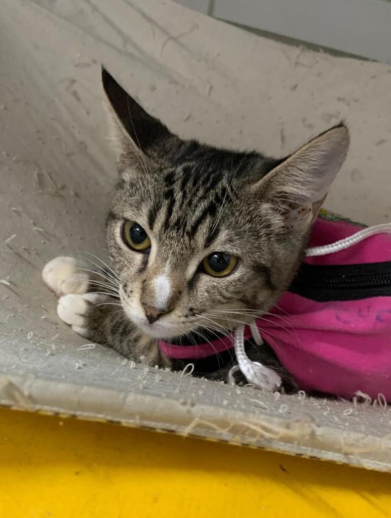 Zoe, gata de porte pequeno para adoção em Recife - PE — foto 2 de 4