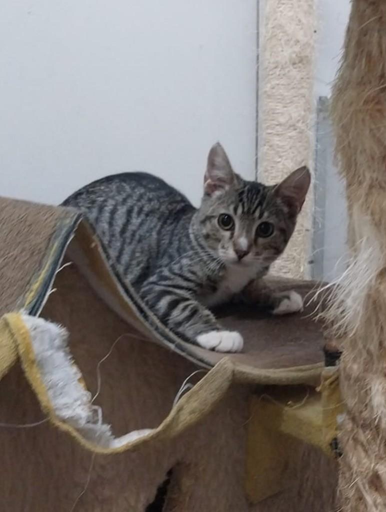Zoe, gata de porte pequeno para adoção em Recife - PE — foto 3 de 4