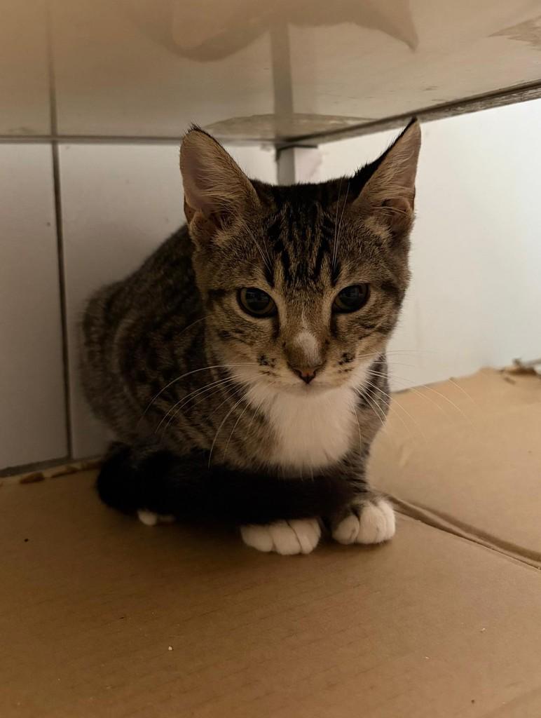 Zoe, gata de porte pequeno para adoção em Recife - PE — foto 4 de 4