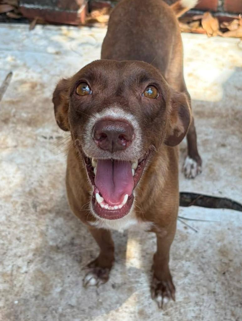 Obinze, cachorro de porte médio para adoção em Recife - PE