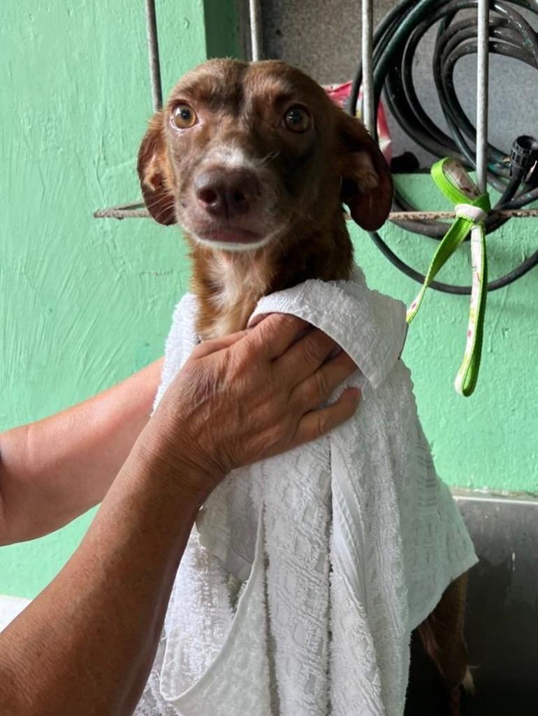 Obinze, cachorro de porte médio para adoção em Recife - PE — foto 2 de 2