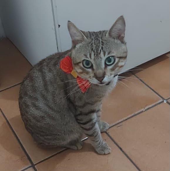 Djonatas, gato de porte pequeno para adoção em Recife - PE