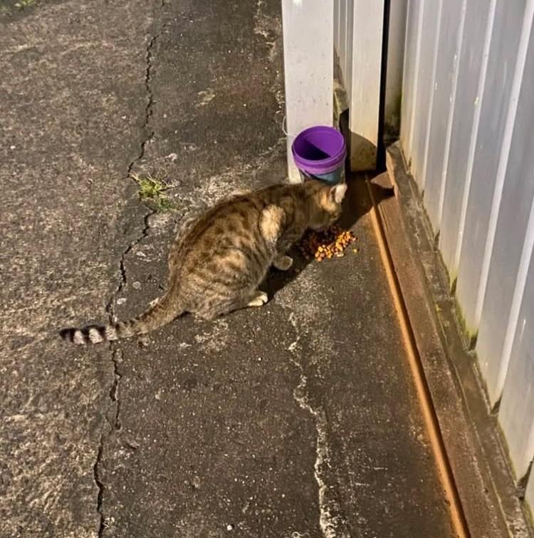 Djonatas, gato de porte pequeno para adoção em Recife - PE — foto 2 de 5
