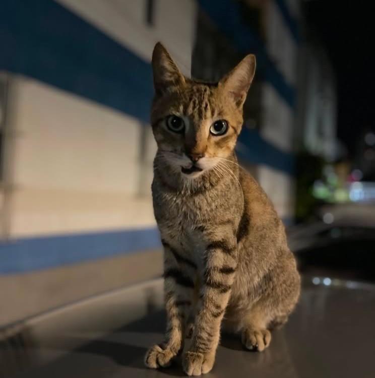 Djonatas, gato de porte pequeno para adoção em Recife - PE — foto 3 de 5