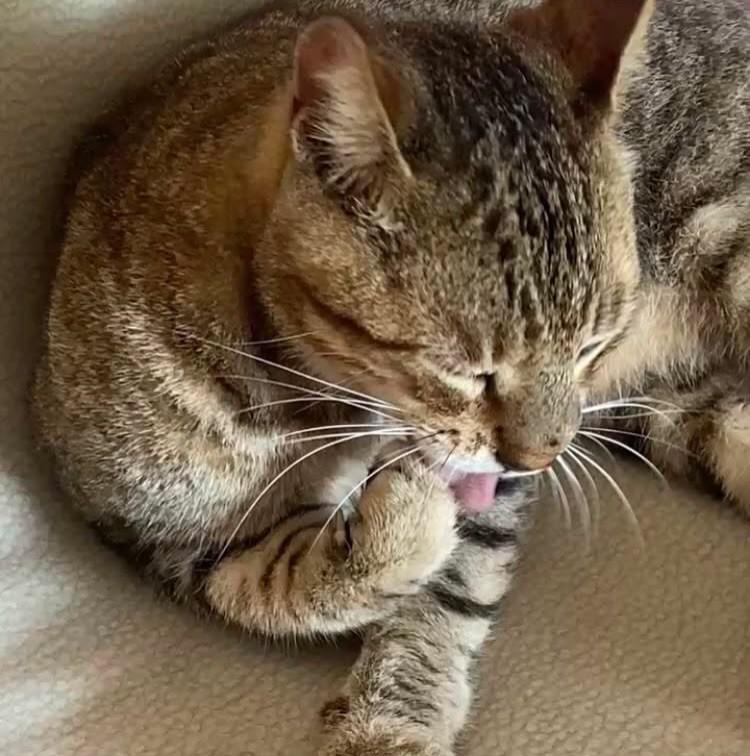 Djonatas, gato de porte pequeno para adoção em Recife - PE — foto 4 de 5