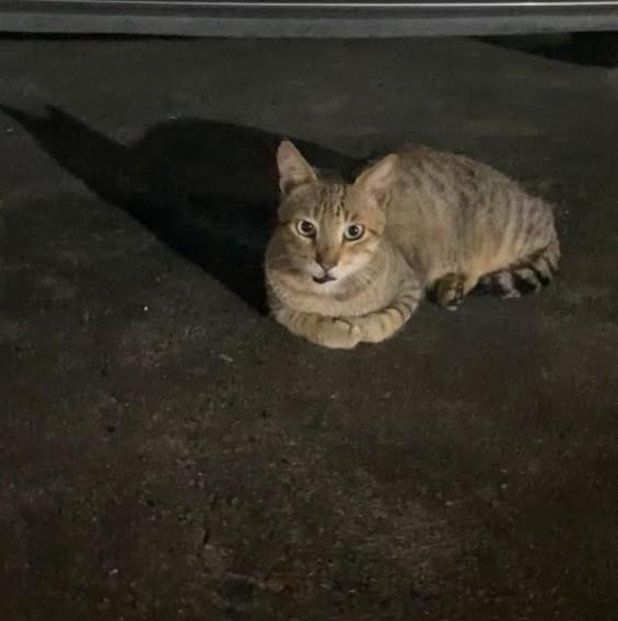 Djonatas, gato de porte pequeno para adoção em Recife - PE — foto 5 de 5