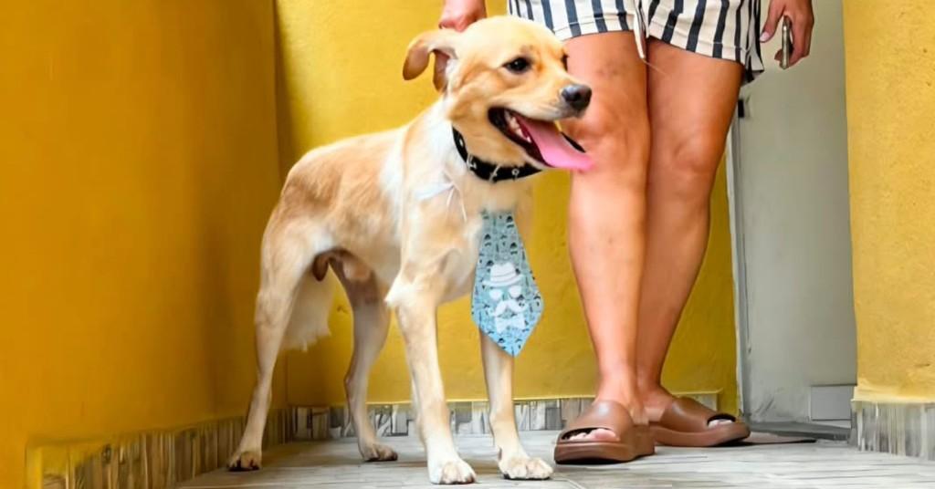 Galego, cachorro de porte médio para adoção em Recife - PE