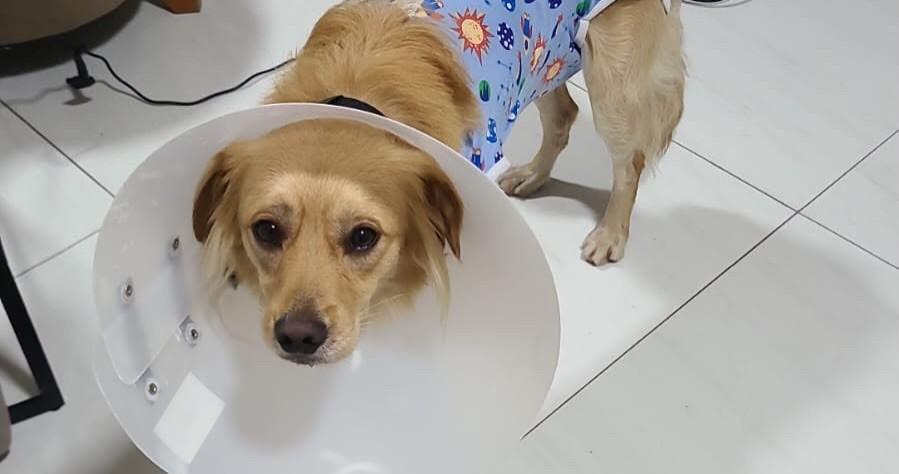 Galego, cachorro de porte médio para adoção em Recife - PE — foto 2 de 4