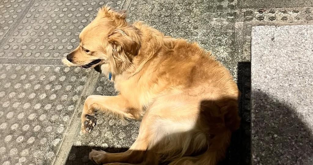 Galego, cachorro de porte médio para adoção em Recife - PE — foto 3 de 4