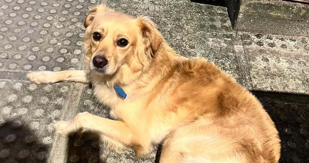 Galego, cachorro de porte médio para adoção em Recife - PE — foto 4 de 4