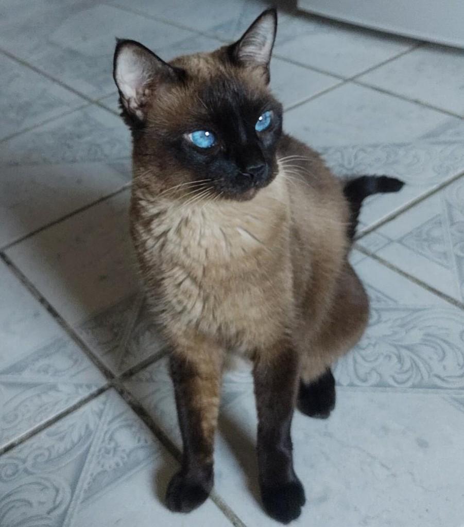 Sagwa, gato de porte médio para adoção em Recife - PE
