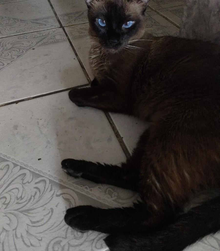 Sagwa, gato de porte médio para adoção em Recife - PE — foto 2 de 3