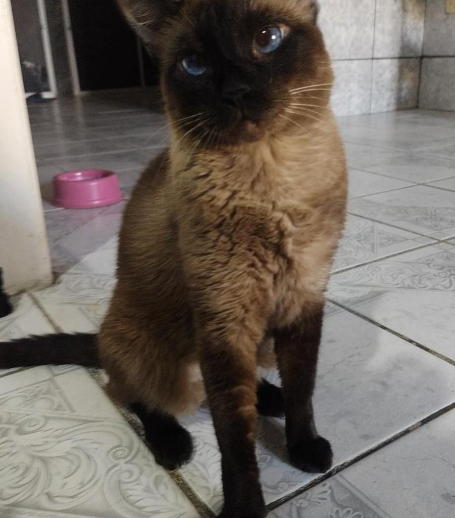 Sagwa, gato de porte médio para adoção em Recife - PE — foto 3 de 3