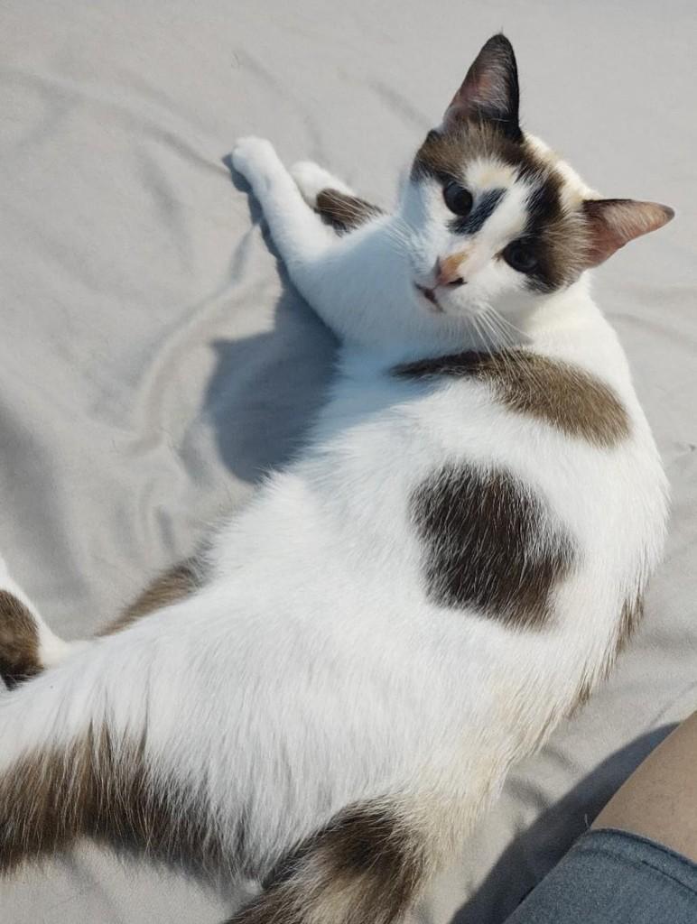 Alice, gata de porte médio para adoção em Recife - PE