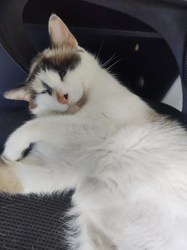 Alice, gata de porte médio para adoção em Recife - PE — foto 2 de 3