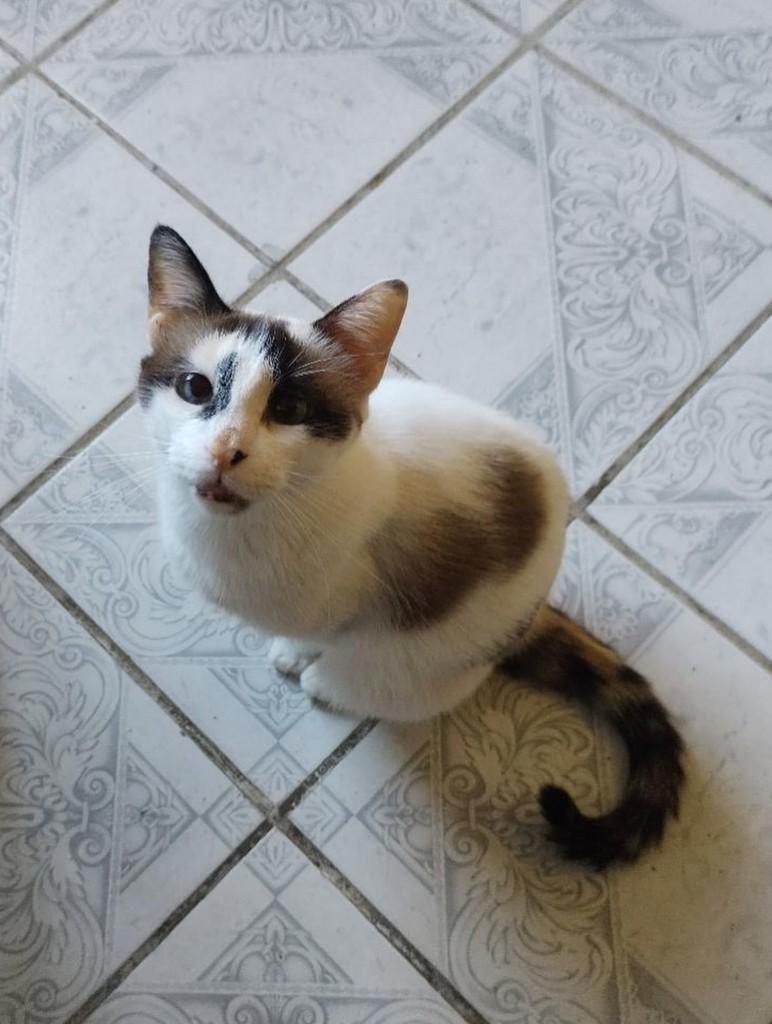 Alice, gata de porte médio para adoção em Recife - PE — foto 3 de 3