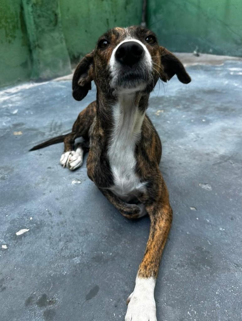 Samantha, cadela de porte pequeno para adoção em Recife - PE