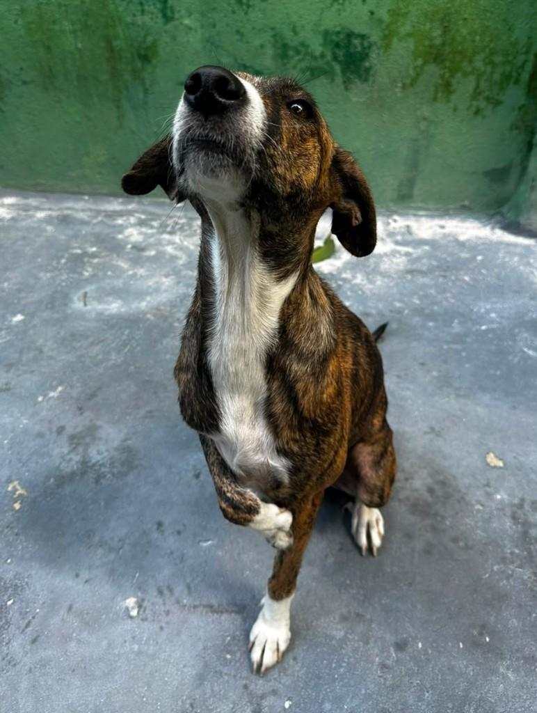 Samantha, cadela de porte pequeno para adoção em Recife - PE — foto 2 de 3