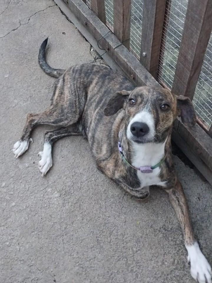 Samantha, cadela de porte pequeno para adoção em Recife - PE — foto 3 de 3