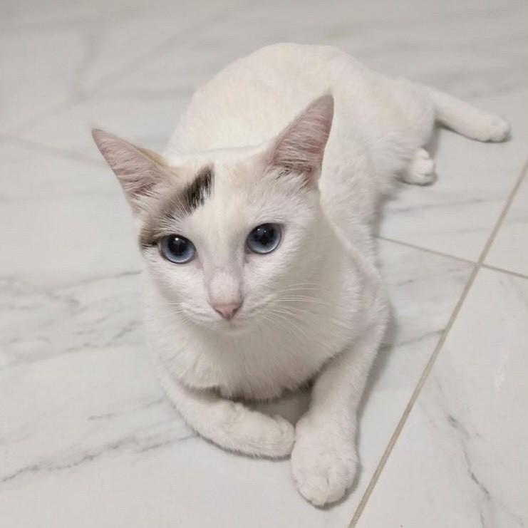 Carol, gata para adoção em Recife - PE