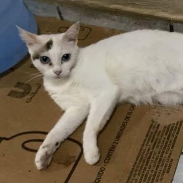 Carol, gata para adoção em Recife - PE — foto 2 de 4