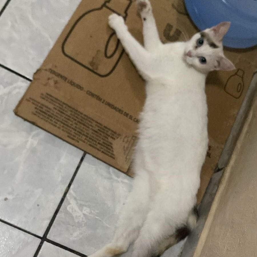Carol, gata para adoção em Recife - PE — foto 3 de 4