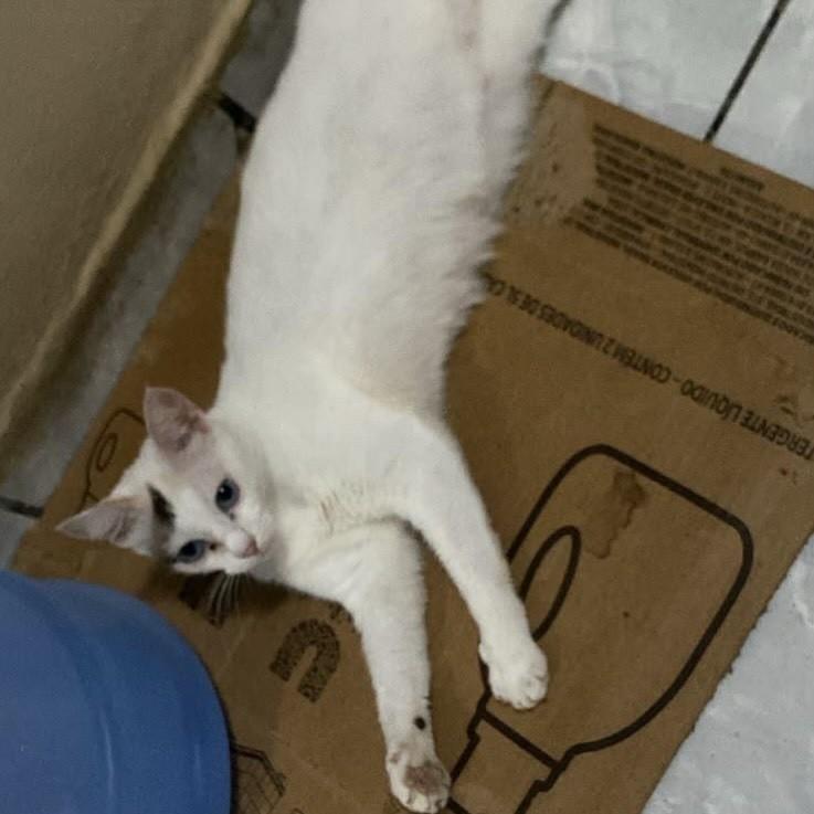 Carol, gata para adoção em Recife - PE — foto 4 de 4