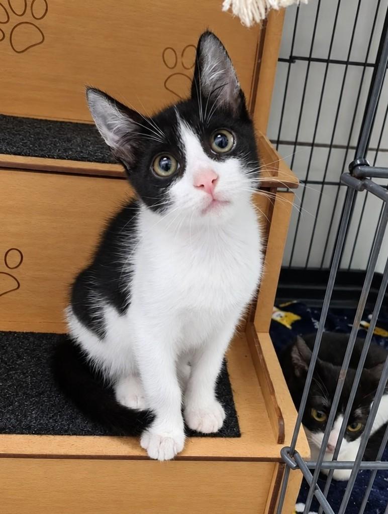 Bruce, gato de porte pequeno para adoção no Recife - PE