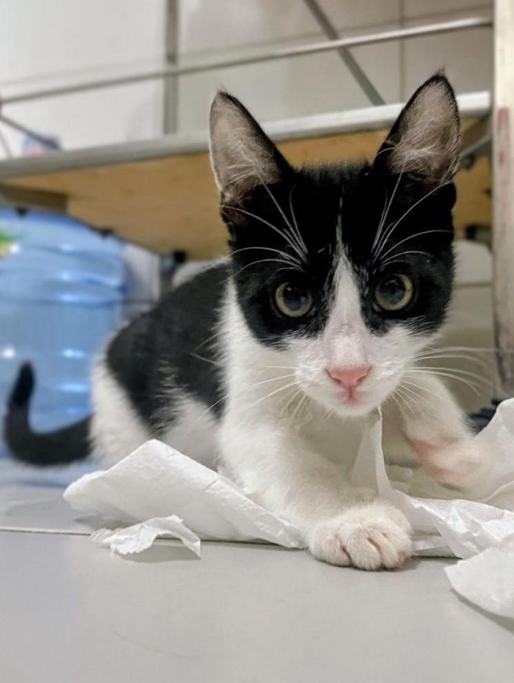 Bruce, gato de porte pequeno para adoção no Recife - PE — foto 2 de 7