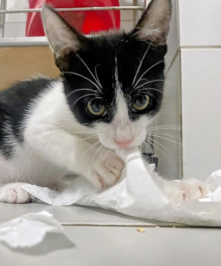 Bruce, gato de porte pequeno para adoção no Recife - PE — foto 3 de 7