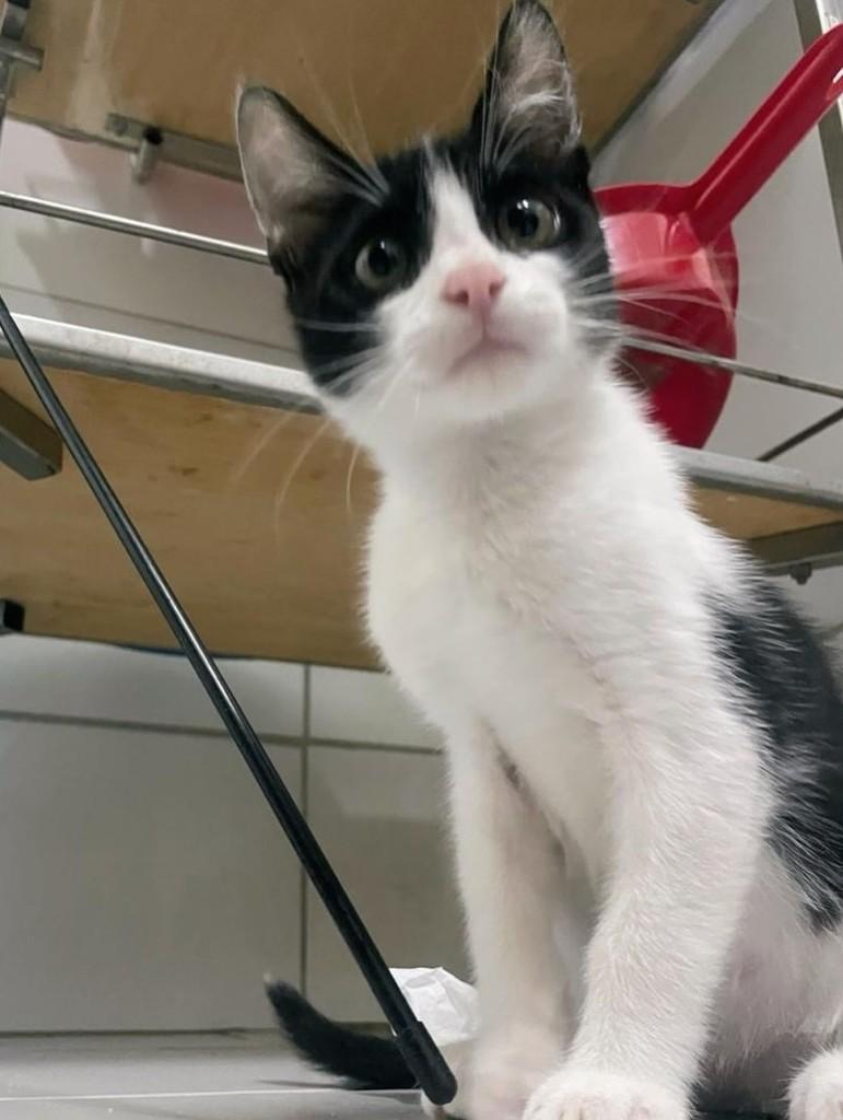 Bruce, gato de porte pequeno para adoção no Recife - PE — foto 4 de 7