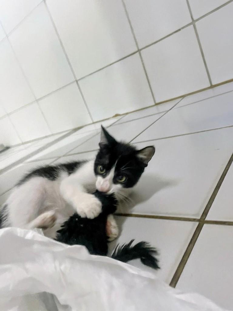 Bruce, gato de porte pequeno para adoção no Recife - PE — foto 5 de 7