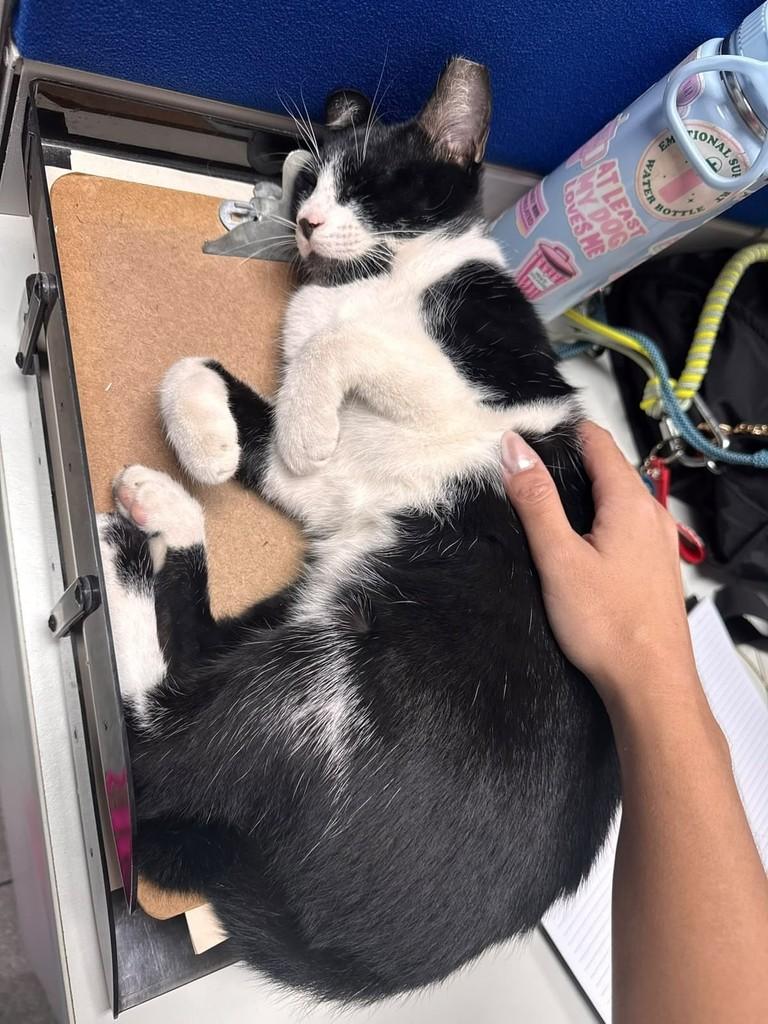 Prefeito, gato de porte pequeno para adoção no Recife - PE