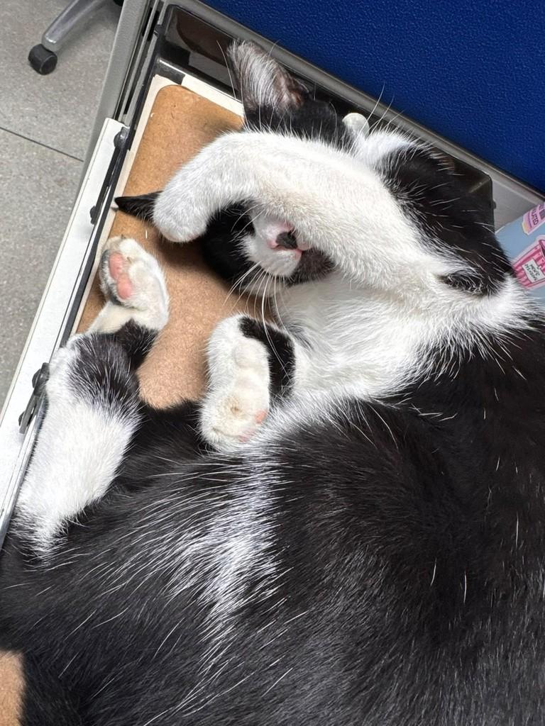 Prefeito, gato de porte pequeno para adoção no Recife - PE — foto 2 de 2