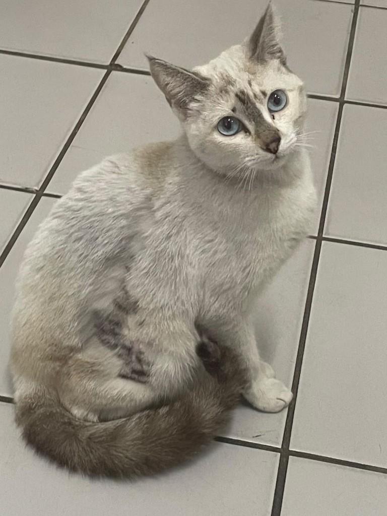 Celina, gata de porte pequeno para adoção no Recife - PE