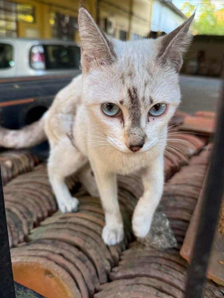 Celina, gata de porte pequeno para adoção no Recife - PE — foto 2 de 2