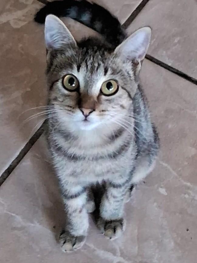 Livia, gata de porte pequeno para adoção no Recife - PE