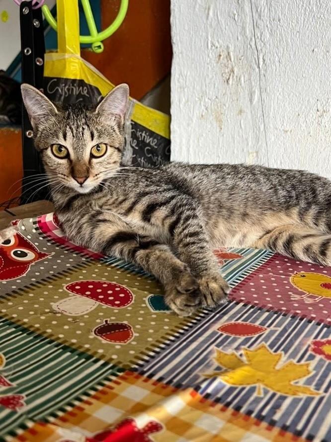 Livia, gata de porte pequeno para adoção no Recife - PE — foto 2 de 3