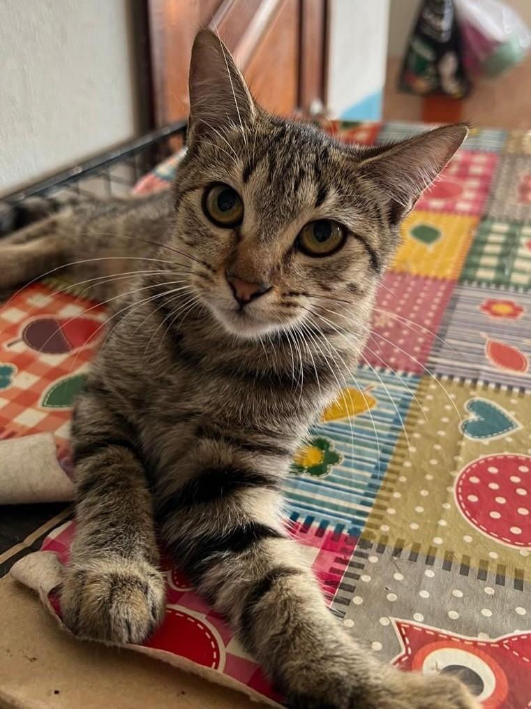 Livia, gata de porte pequeno para adoção no Recife - PE — foto 3 de 3